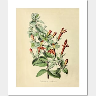 Vintage Pentstemon Cordifolius Horticultural review (1850) Posters and Art